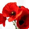 Erst705_203.jpg.webp